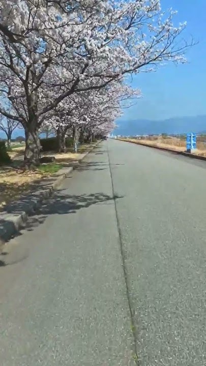 1Km cherry blossom kawakita ishikawa nature japan spring 日本ビデオ ビデオ