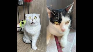 Kucing Pintar Malah Minum Diwc