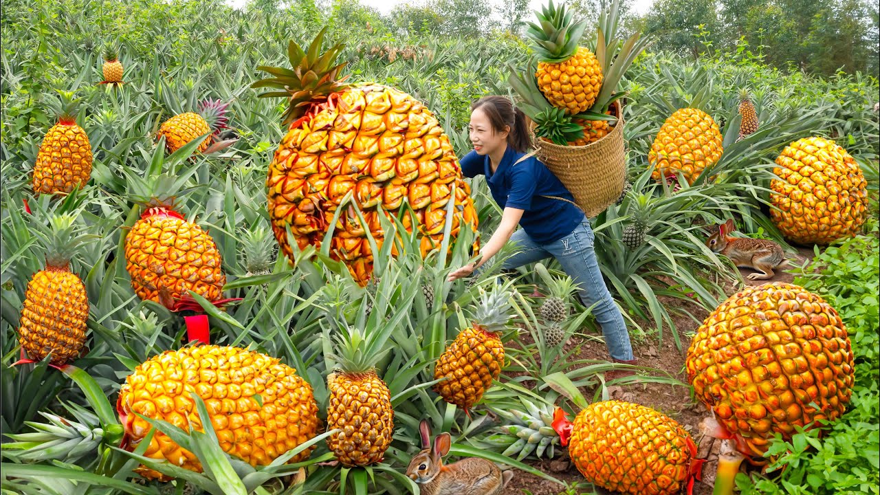 Harvesting Pineapples to sell at the market - Making stir-fried meat ...