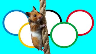 Hamster is preparing for the 2024 Olympic Games in France.Gymnastics.