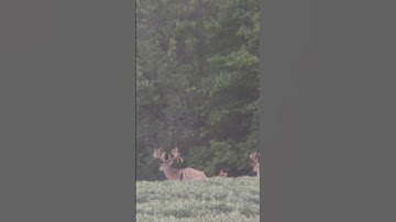 Soybean GIANT BUCK #hunting #deer #deerhunt #deerhunting #wildlife #outdoors