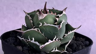 「アガベ_ノーネーム」ボールタイプ 特選 大株 8-9号サイズ 5 アガベ・チタノタ（ノーネーム）008｜agave titanota No Name | Plu