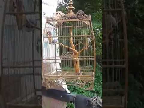 King of merbah lekir