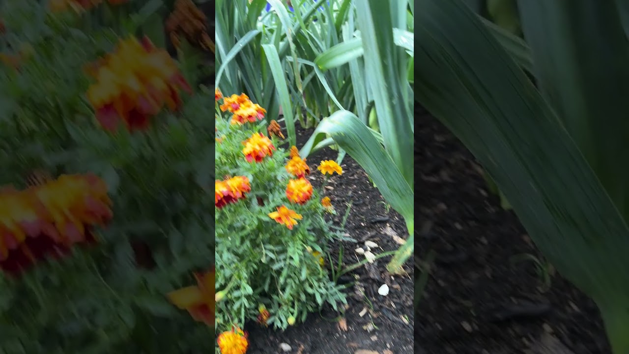 Big yield from small space with no dig leeks|| Charles Dowding