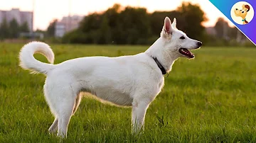 Wie viel Bewegung braucht ein weißer Schäferhund?