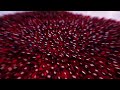 Choose the right one, choose the expensive one, but never choose the free one.krill oil