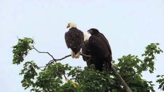 7-15-15 Decorah Eagles D23 trying to persuade Dad to catch a fish!