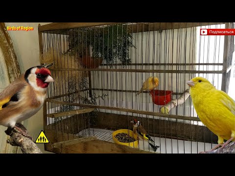 видео: Гибридизация. Щегол - канарейка. Goldfinch - canary. Hybridization.