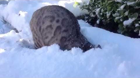 Watch the video about Real Snow Leopard (Bengal Cat)
