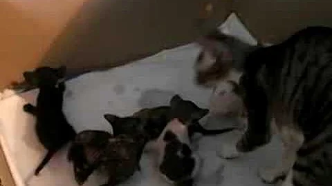 Video 5258061: cornish rex baby