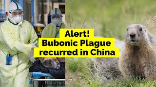 Alert! Bubonic Plague Recurred in China | Black Death | NedBuzz Just In