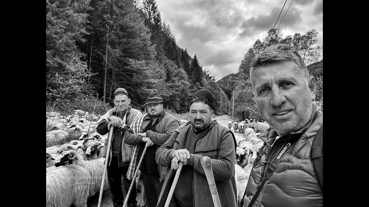 Turma de  mioare  breze de Valea Jiului la drum in Ținutul Momârlanilor Petrileni  !