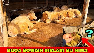 BUQA BOQISH SIRLARI 90-856-57-36 SOTILADI VA ARZON ATALANI SIRINI TOPDIK