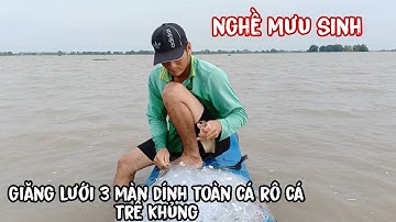 Giăng lưới 3 màn dính toàn cá rô cá trê khủng - Nghề mưu sinh | lê chung miền tây