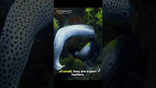 6 Fascinating Moray Eel Facts for Kids! #shortvideo #shorts  #morayeel  #fish