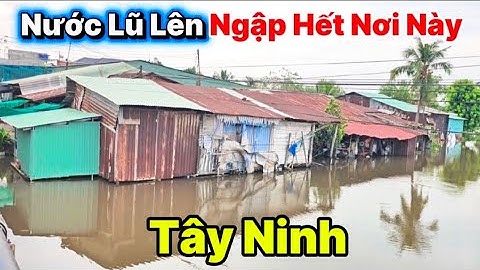 NƯỚC LŨ LÊN NGẬP CẢ KHU NÀY " Sông Vàm Cỏ Đông Tây Ninh Tràn Vào