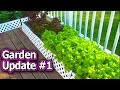 Container Garden Update #1 Vegetable Gardening Raised Bed Square Foot Tomato Plants