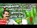 Green chilli production tip/ പച്ചമുളകിൽ പൂ വന്ന് നിറയും മുളക് പൊട്ടിച്ച് മടുക്കും ഇതൊരു ഗ്ലാസ് മതി