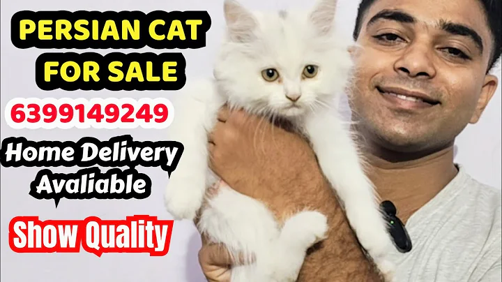 Video 9647141: exotic persian cat, persian cat chocolate, persian cat food, silver persian cat, persian cat male, persian cat shaded silver, persian cat show quality, blue persian cat