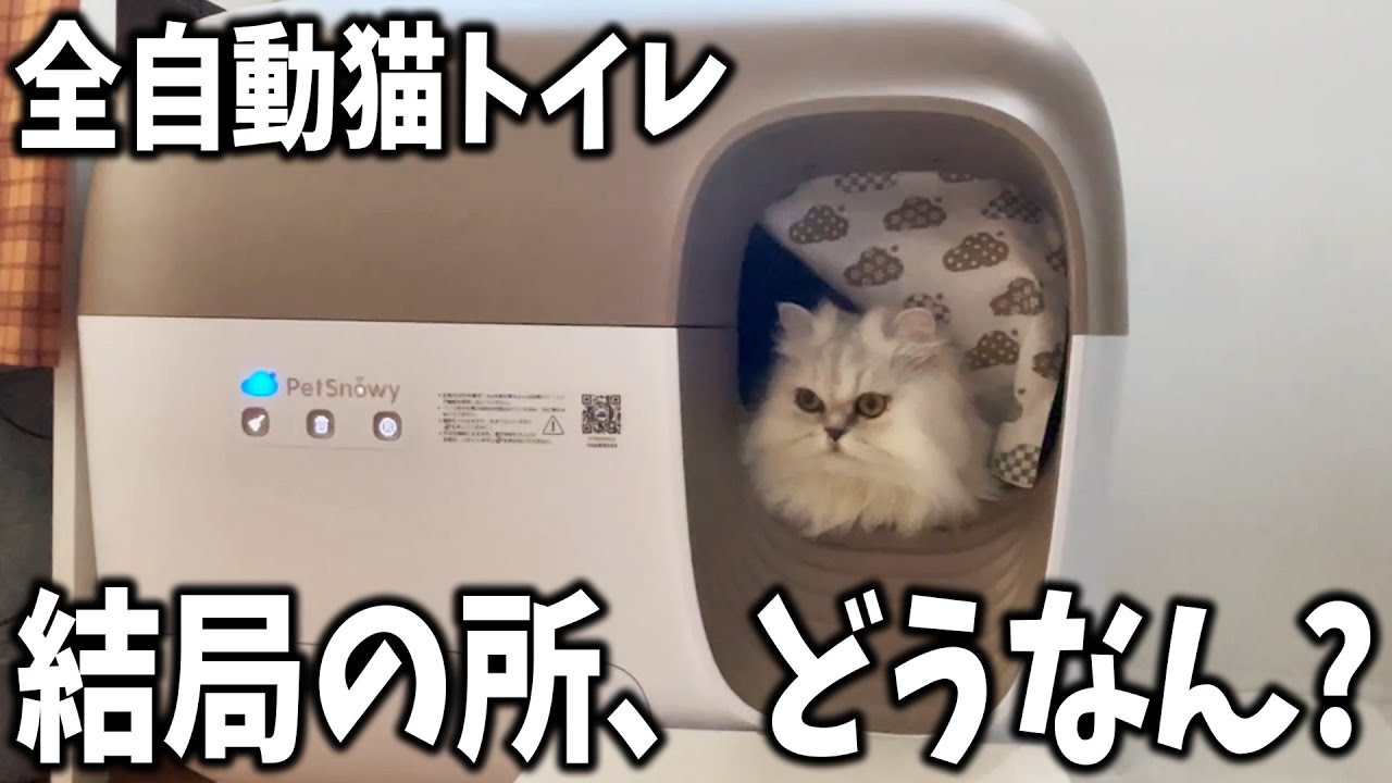 What's the deal with fully automatic smart cat litter boxes? - YouTube
