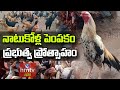 నాటుకోళ్ల పెంపకం ప్రభుత్వ ప్రోత్సాహం | Natu Kolla Pempakam | Nelathalli | hmtv Agri