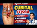 MBBS 1st Year Important Topics In anatomy (Upper limb) Cubital Fossa 