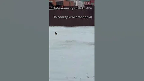 Куропатки ищут еду зимой.Забег куропаток по соседским огородам.Куропатки на участке.