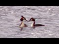 Чомга, или большая поганка. Танцы на воде || Grebes dancing on the water