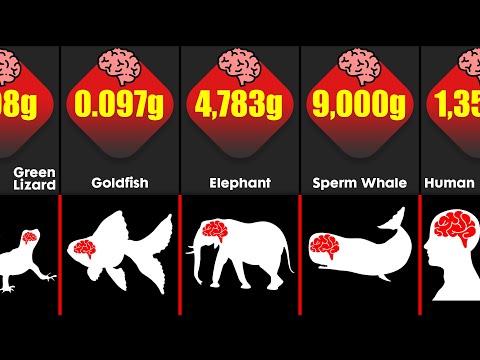 Video: Které zvíře má mozek nejvrásčitější?