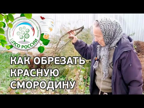 Обрезка красной смородины осенью. Как омолодить куст смородины.