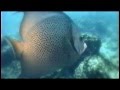 Aqua planet brazil abrolhos recife part 2