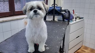 Grooming  Happy Shih Tzu by Dlakca pet grooming 458 views 1 year ago 3 minutes, 24 seconds