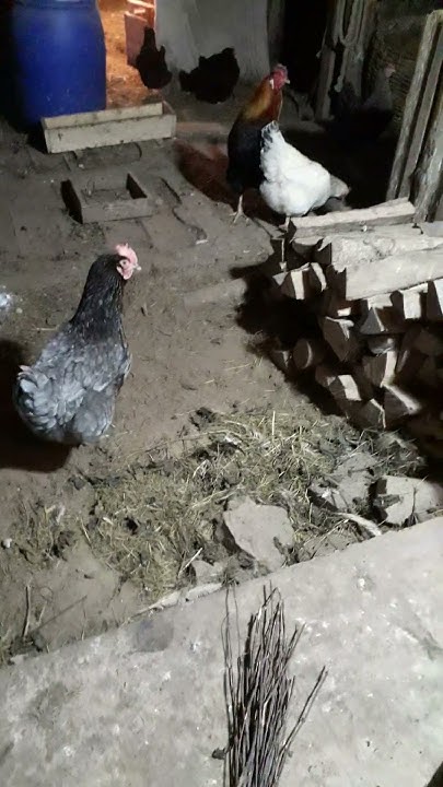 Куриный переполох...🐓🐔🐣 - YouTube