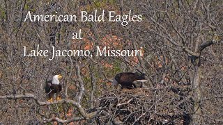 American Bald Eagles at Lake Jacomo, Missouri by Dennis Schuller jr 62 views 1 month ago 6 minutes, 41 seconds