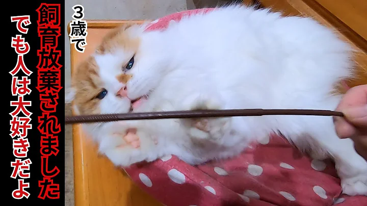 Watch the video about The Scottish Fold cats rescued from stray pets are playful and relaxing (Cat Rescue Cafe Neko no ...