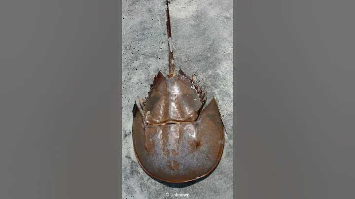 Horseshoe Crab | The Living Fossil - DayDayNews