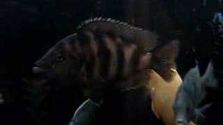 fish by vik datta 99 views 16 years ago 10 seconds