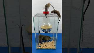 Super Cool Homemade Mouse Trap Idea // Mouse Trap 2 #Rattrap #Rat #Mousetrap #Shorts