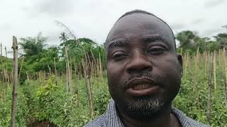 Why Tomato Farming Is Difficult — And Profitable | Farmer’s True Story pt 2
