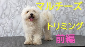 トリミング Youtube