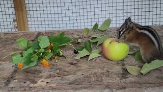 Young Aesop and his first apple