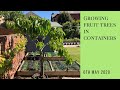 Growing fruit trees in containers