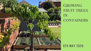 Growing fruit trees in containers