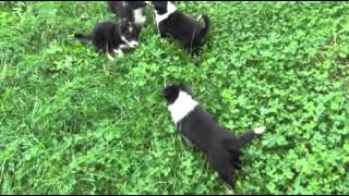Forever young, Yeleen by Yeleen Border Collie 1,714 views 9 years ago 7 minutes, 29 seconds