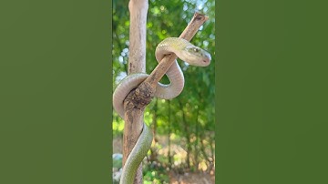 Green Snake Climbing a Tree – Amazing Close-Up!  #shorts #snake #snacks #wildlife #ytshorts