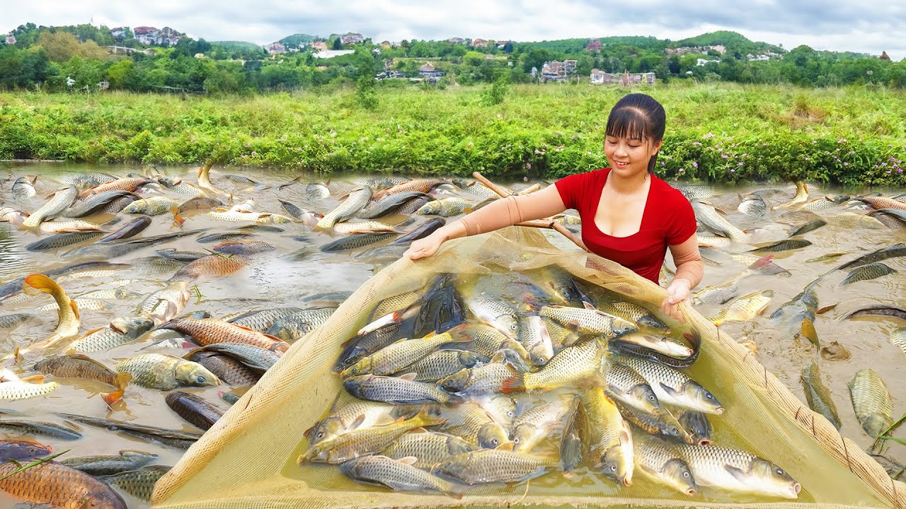 Harvesting Big Fish Goes to the market sell - Cooking Fish For Dinner | Tiểu Vân Daily Life
