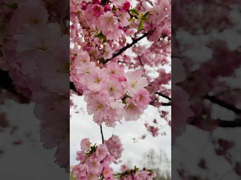 Spring has sprung,