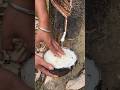 The rubber tree #shorts