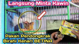 PAKAN MUJARAB ‼️ Yang BIKIN KENARI BETINA CEPAT BIRAHI DAN CEPAT KAWIN pada TERNAK KENARI