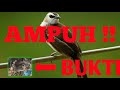 Suara Pikat Burung Trucukan Menit Auto Panen Raya Mp3 - Mp4 Download